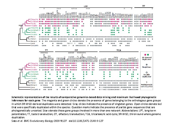 Schematic representation of the results of comparative genomics-based data mining and maximum likelihood phylogenetic Schematic representation of the results of comparative genomics-based data mining and maximum likelihood phylogenetic