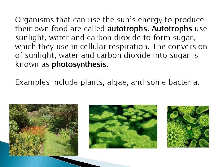 Organisms that can use the sun’s energy to produce their own food are called