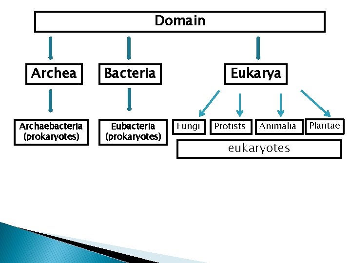 Domain Archea Archaebacteria (prokaryotes) Bacteria Eubacteria (prokaryotes) Eukarya Fungi Protists Animalia eukaryotes Plantae 