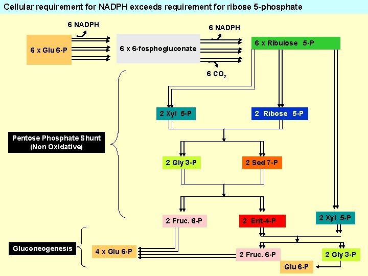 Cellular requirement for NADPH exceeds requirement for ribose 5 -phosphate 6 NADPH 6 x