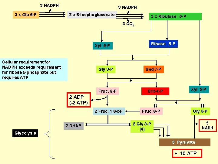 3 NADPH 3 x Glu 6 -P 3 NADPH 3 x 6 -fosphogluconate 3