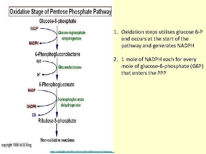 1. Oxidation steps utilises glucose 6 -P and occurs at the start of the