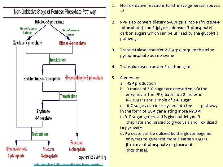 1. Non oxidative reactions function to generate ribose 5 -P 2. PPP also convert