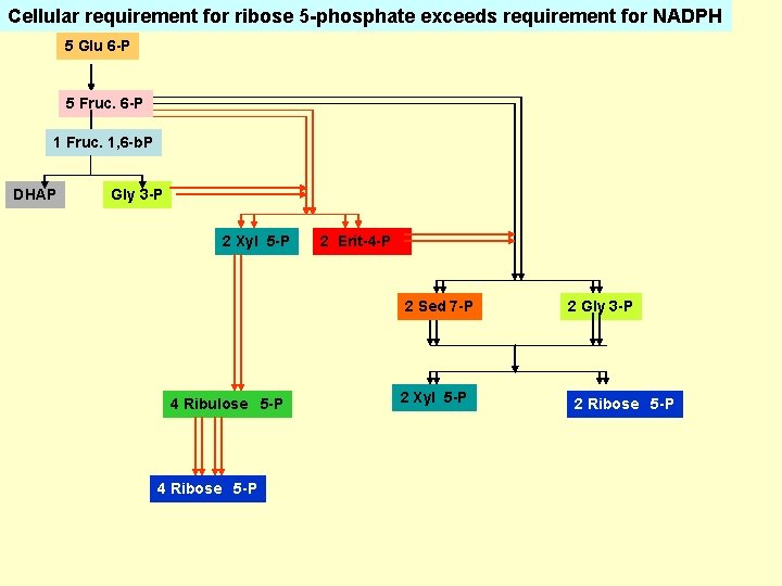 Cellular requirement for ribose 5 -phosphate exceeds requirement for NADPH 5 Glu 6 -P