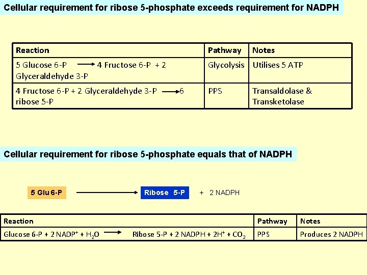 Cellular requirement for ribose 5 -phosphate exceeds requirement for NADPH Reaction 5 Glucose 6