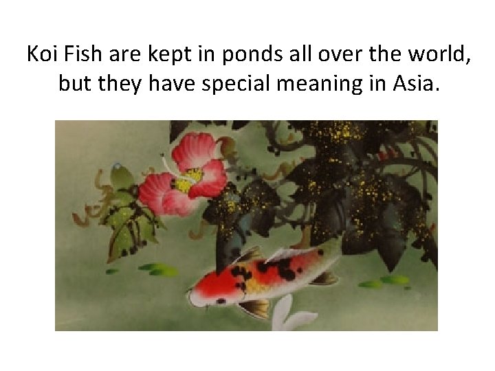 Koi Fish are kept in ponds all over the world, but they have special