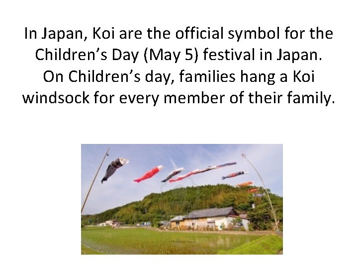 In Japan, Koi are the official symbol for the Children’s Day (May 5) festival