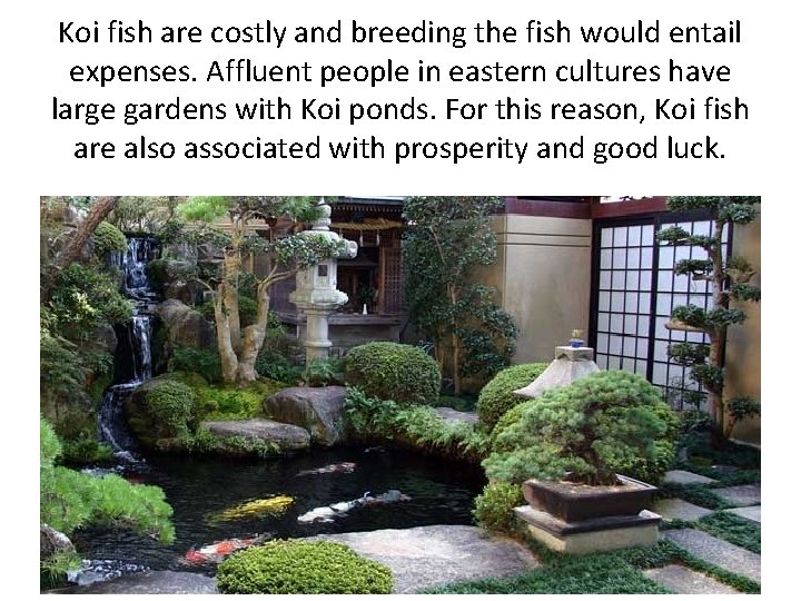 Koi fish are costly and breeding the fish would entail expenses. Affluent people in