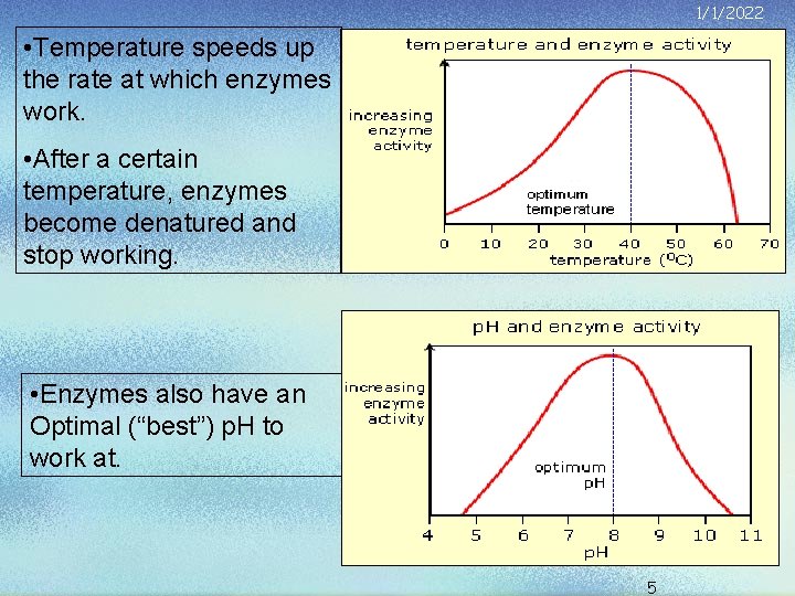 1/1/2022 • Temperature speeds up the rate at which enzymes work. • After a