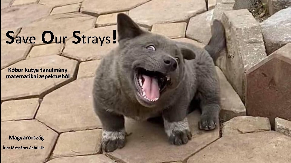 Save Our Strays! Kóbor kutya tanulmány matematikai aspektusból Magyarország Írta: Mészáros Gabriella 