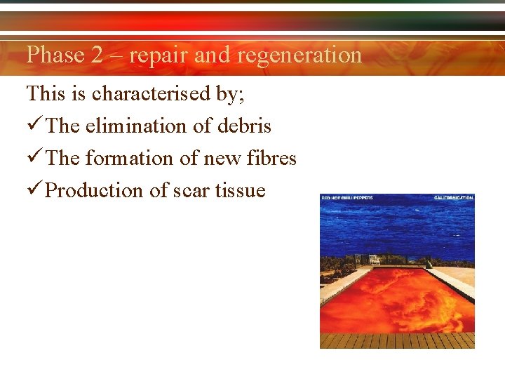 Phase 2 – repair and regeneration This is characterised by; ü The elimination of