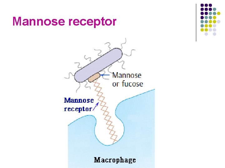 Mannose receptor 