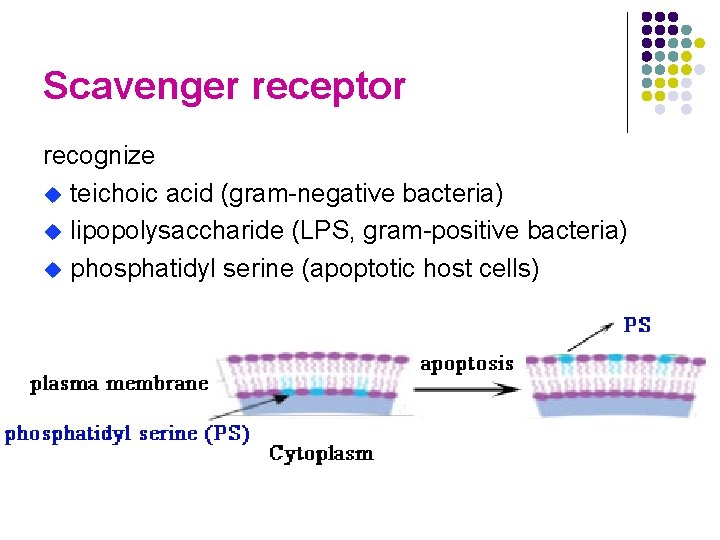 Scavenger receptor recognize u teichoic acid (gram-negative bacteria) u lipopolysaccharide (LPS, gram-positive bacteria) u