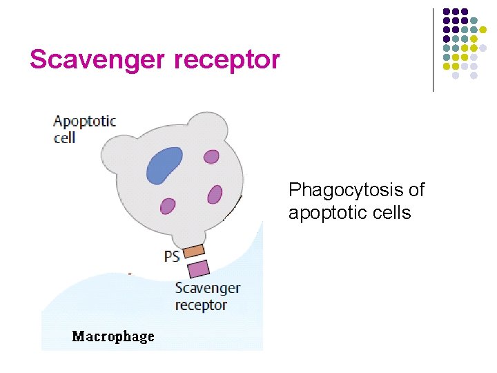 Scavenger receptor Phagocytosis of apoptotic cells 