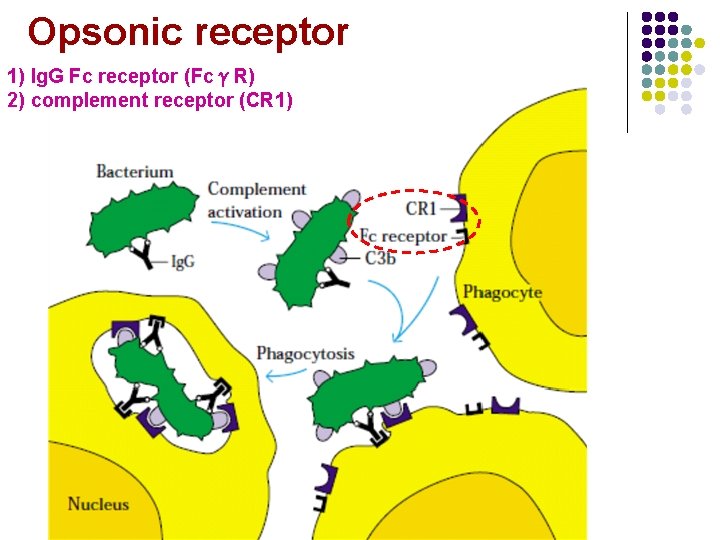 Opsonic receptor 1) Ig. G Fc receptor (FcγR) 2) complement receptor (CR 1) 