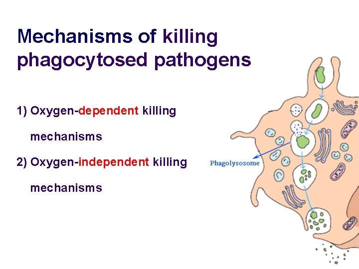 Mechanisms of killing phagocytosed pathogens 1) Oxygen-dependent killing mechanisms 2) Oxygen-independent killing mechanisms 