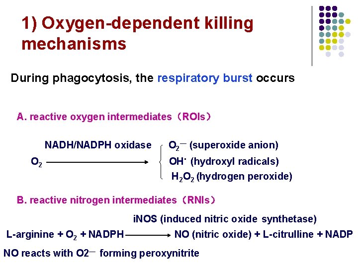 1) Oxygen-dependent killing mechanisms During phagocytosis, the respiratory burst occurs A. reactive oxygen intermediates（ROIs）