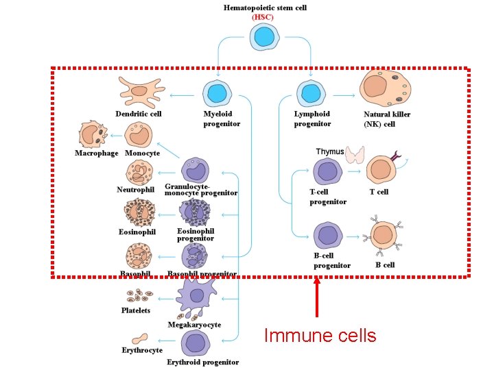 Immune cells 