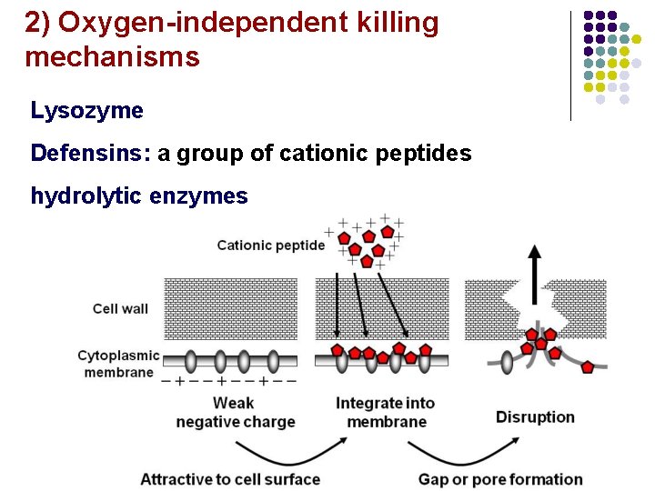 2) Oxygen-independent killing mechanisms Lysozyme Defensins: a group of cationic peptides hydrolytic enzymes 