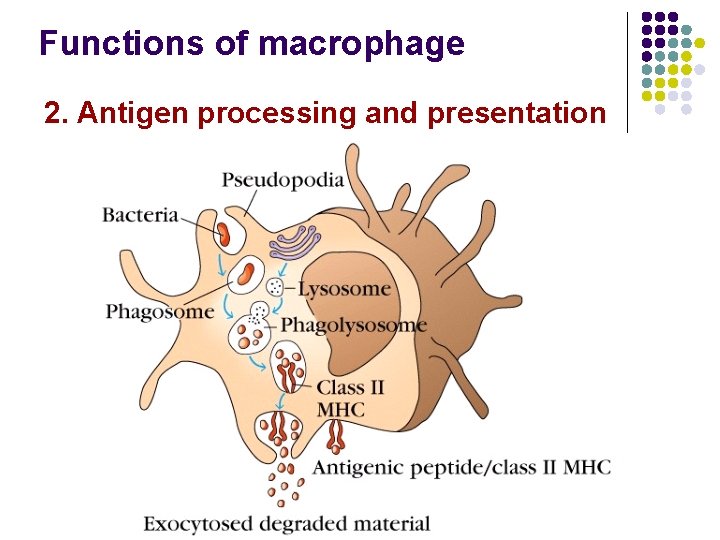 Functions of macrophage 2. Antigen processing and presentation 