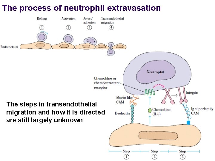 The process of neutrophil extravasation The steps in transendothelial migration and how it is