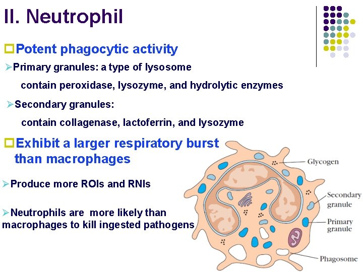 II. Neutrophil p. Potent phagocytic activity ØPrimary granules: a type of lysosome contain peroxidase,