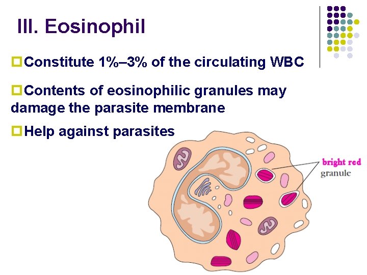 III. Eosinophil p. Constitute 1%– 3% of the circulating WBC p. Contents of eosinophilic