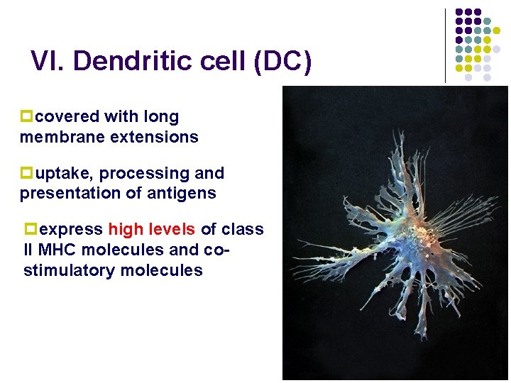 VI. Dendritic cell (DC) pcovered with long membrane extensions puptake, processing and presentation of