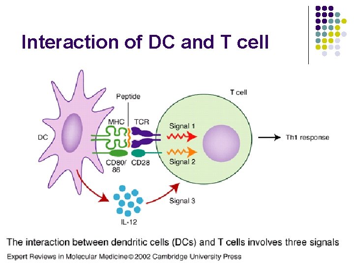 Interaction of DC and T cell 