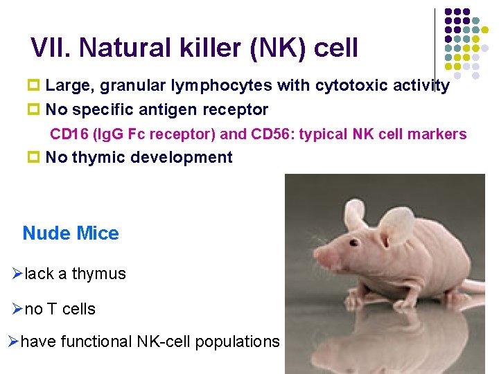 VII. Natural killer (NK) cell p Large, granular lymphocytes with cytotoxic activity p No