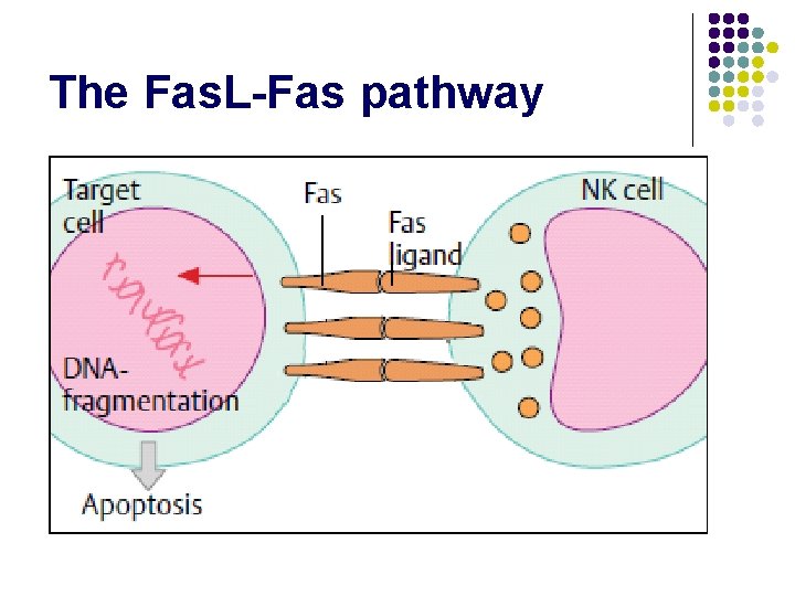 The Fas. L-Fas pathway 