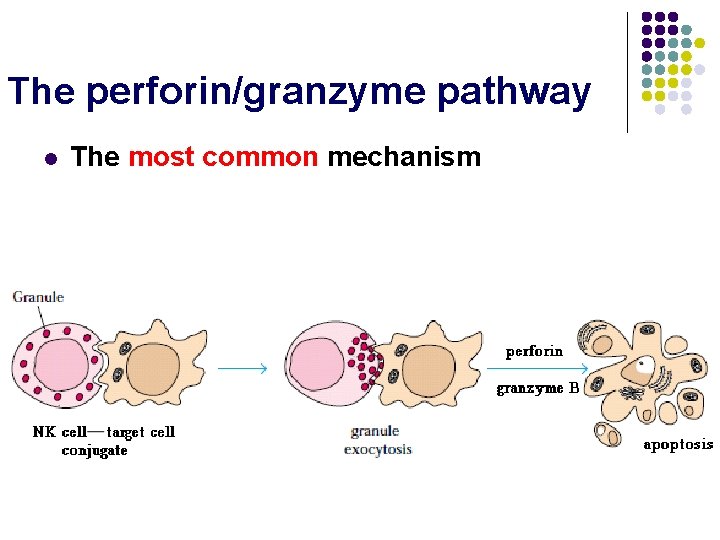 The perforin/granzyme pathway l The most common mechanism 