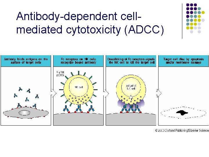 Antibody-dependent cellmediated cytotoxicity (ADCC) 