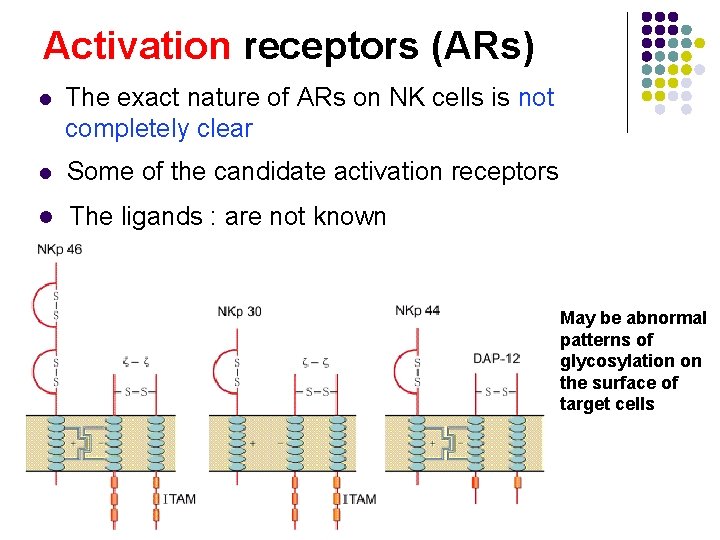 Activation receptors (ARs) l The exact nature of ARs on NK cells is not