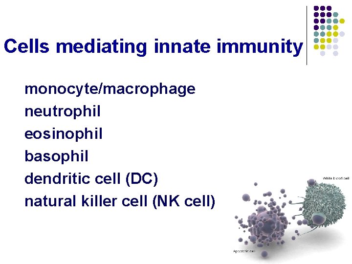 Cells mediating innate immunity monocyte/macrophage neutrophil eosinophil basophil dendritic cell (DC) natural killer cell