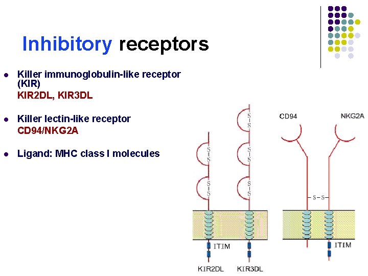 Inhibitory receptors l Killer immunoglobulin-like receptor (KIR) KIR 2 DL, KIR 3 DL l