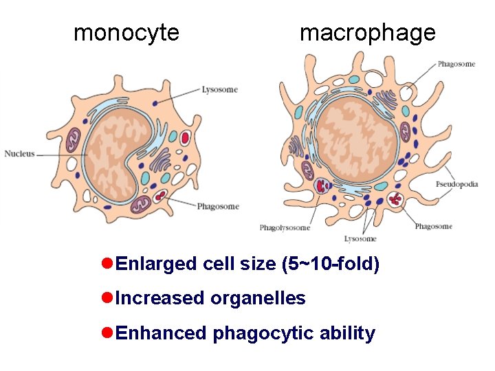 monocyte macrophage l. Enlarged cell size (5~10 -fold) l. Increased organelles l. Enhanced phagocytic