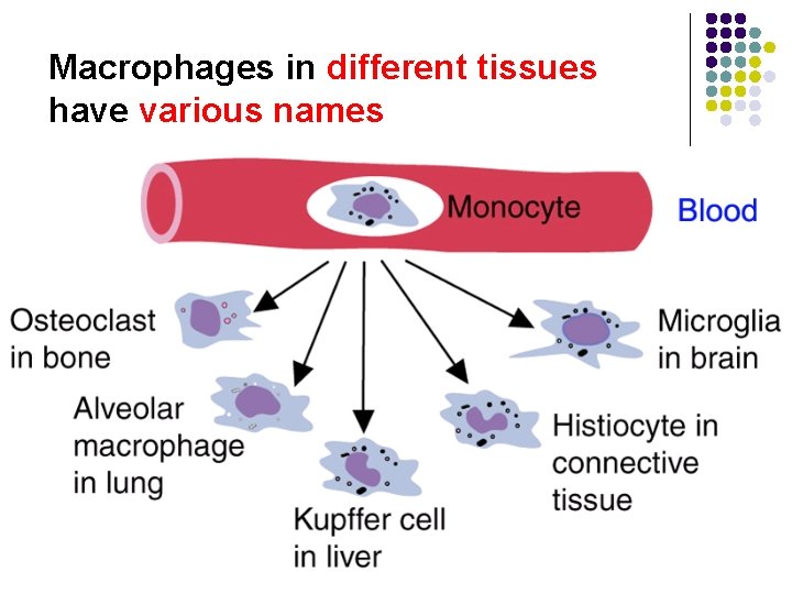 Macrophages in different tissues have various names 