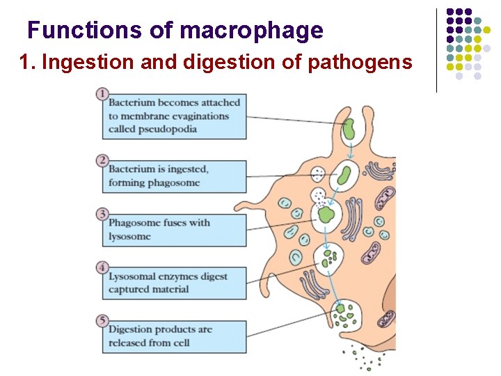 Functions of macrophage 1. Ingestion and digestion of pathogens 