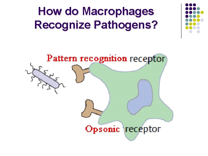 How do Macrophages Recognize Pathogens? 