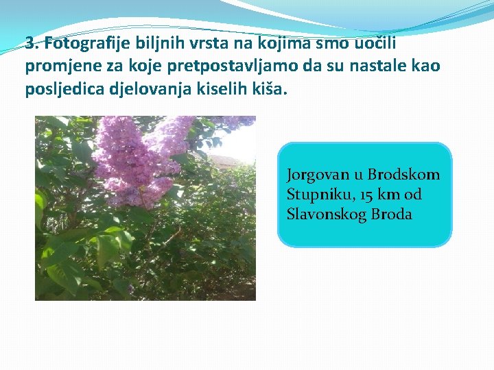 3. Fotografije biljnih vrsta na kojima smo uočili promjene za koje pretpostavljamo da su