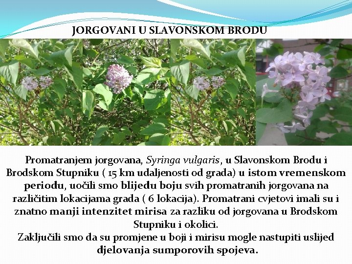 JORGOVANI U SLAVONSKOM BRODU Promatranjem jorgovana, Syringa vulgaris, u Slavonskom Brodu i Brodskom Stupniku