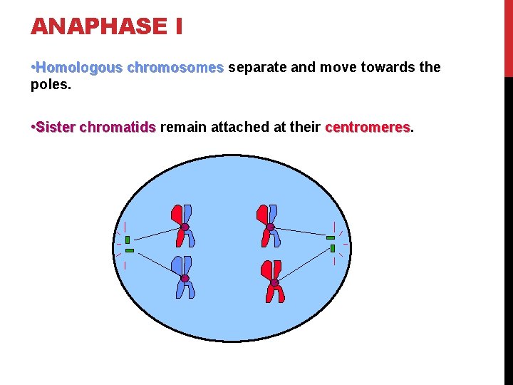 ANAPHASE I • Homologous chromosomes separate and move towards the poles. • Sister chromatids