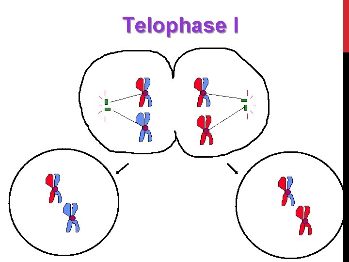 Telophase I 