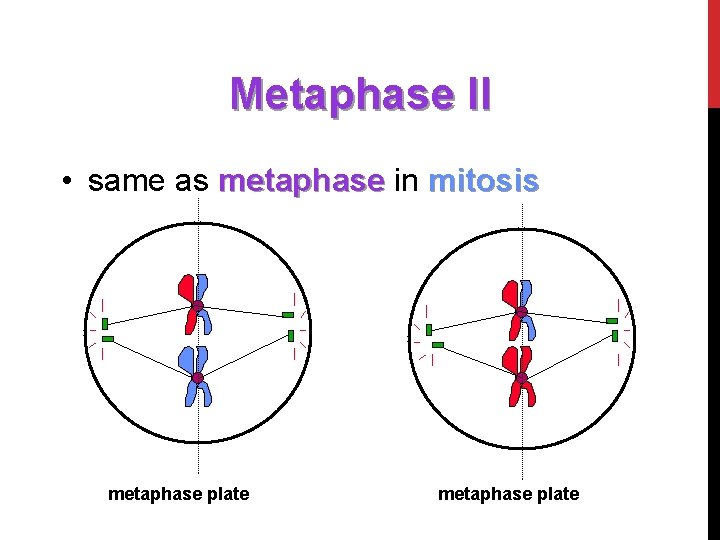 Metaphase II • same as metaphase in mitosis metaphase plate 