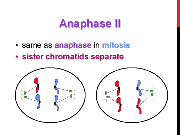 Anaphase II • same as anaphase in mitosis • sister chromatids separate 