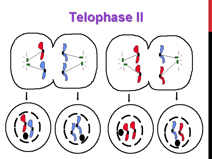 Telophase II 