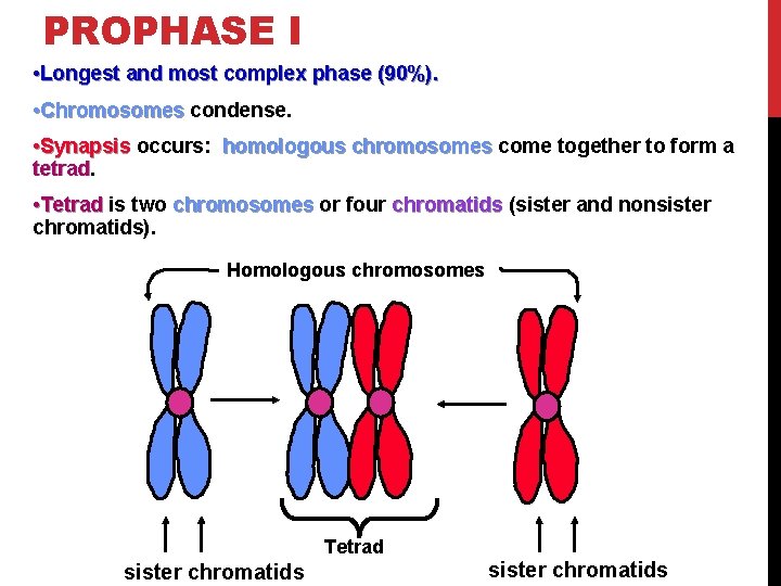 PROPHASE I • Longest and most complex phase (90%). • Chromosomes condense. • Synapsis