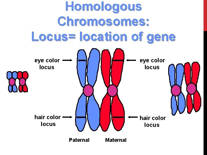 Homologous Chromosomes: Locus= location of gene eye color locus hair color locus Paternal Maternal