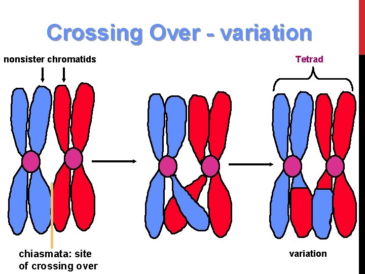 Crossing Over - variation nonsister chromatids chiasmata: site of crossing over Tetrad variation 